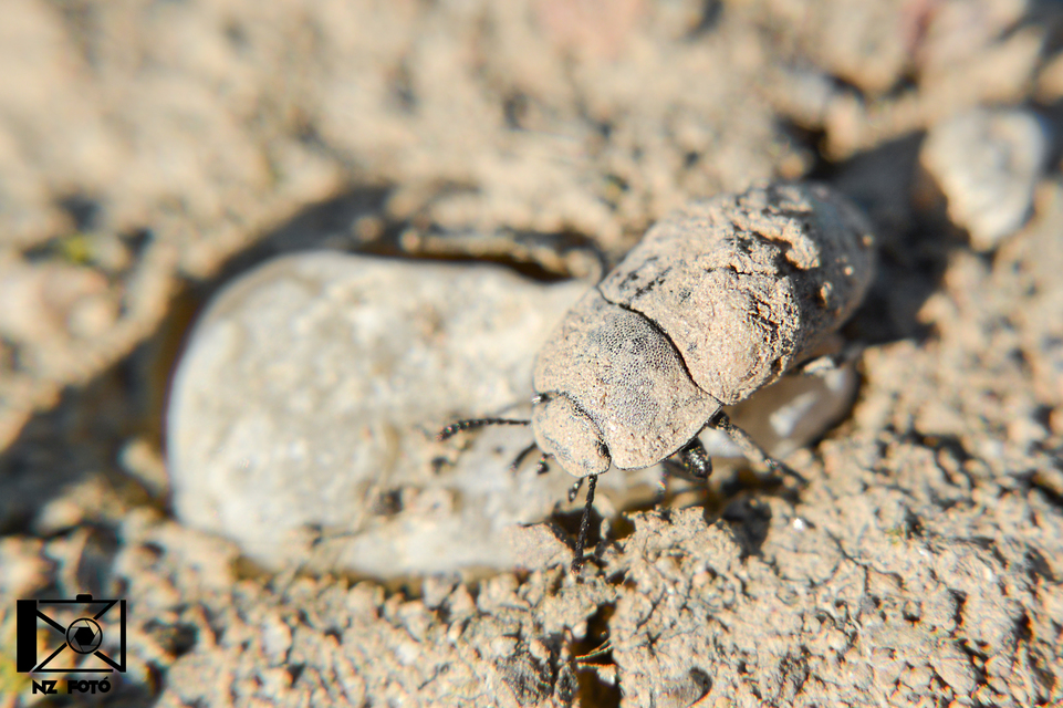Opatrum sabulosum - sároshátú gyászbogár