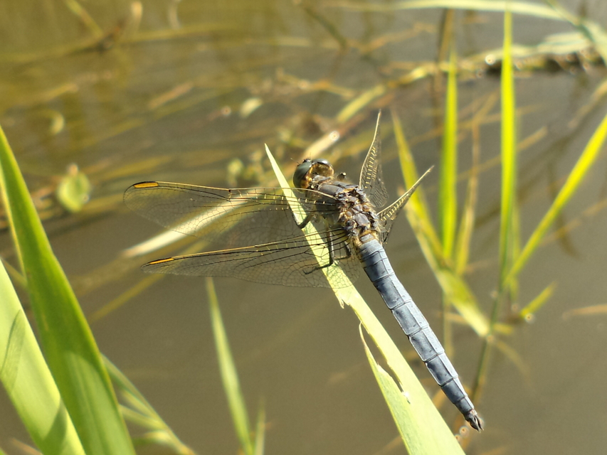 Orthetrum coerulescens - karcsú pásztorszitakötő