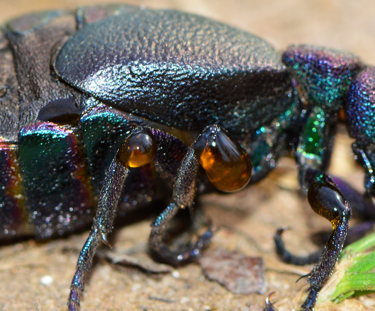 Meloe variegatus variegatus