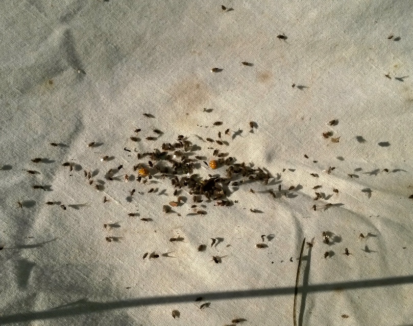 Kleidocerys resedae - nyírbodobács