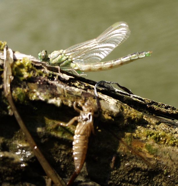 Gomphus flavipes - sárgalábú folyami-szitakötő