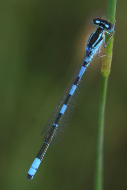 Coenagrion scitulum - mediterrán légivadász