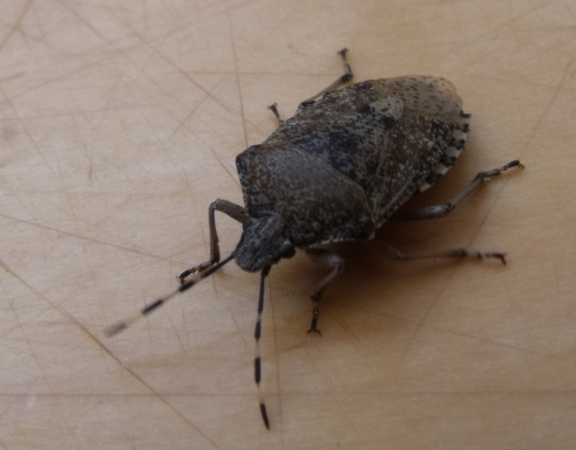 Rhaphigaster nebulosa - bencepoloska