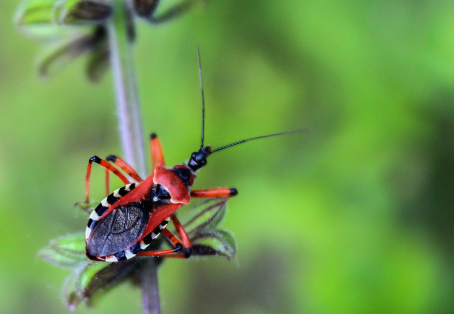 Rhynocoris iracundus - közönséges gyilkospoloska