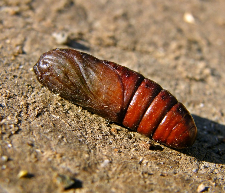 Furcula bifida - kis púposszövő