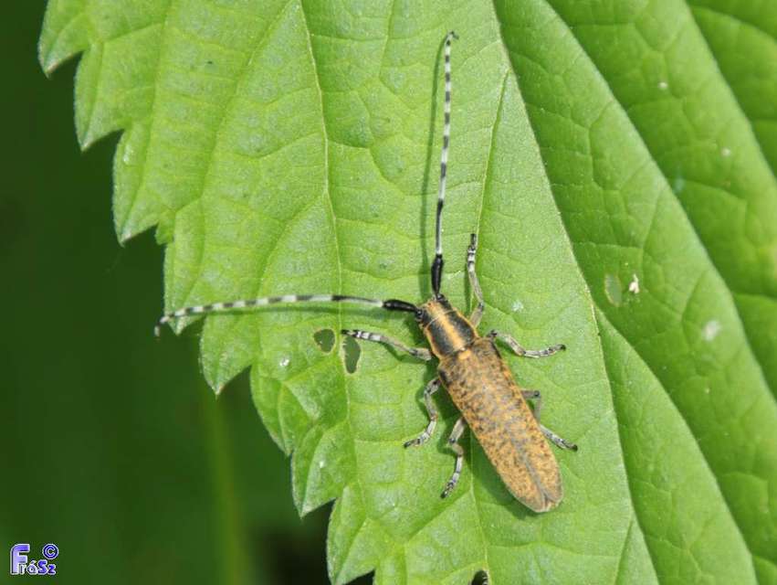 Agapanthia villosoviridescens - fehérgyűrűs bogáncscincér