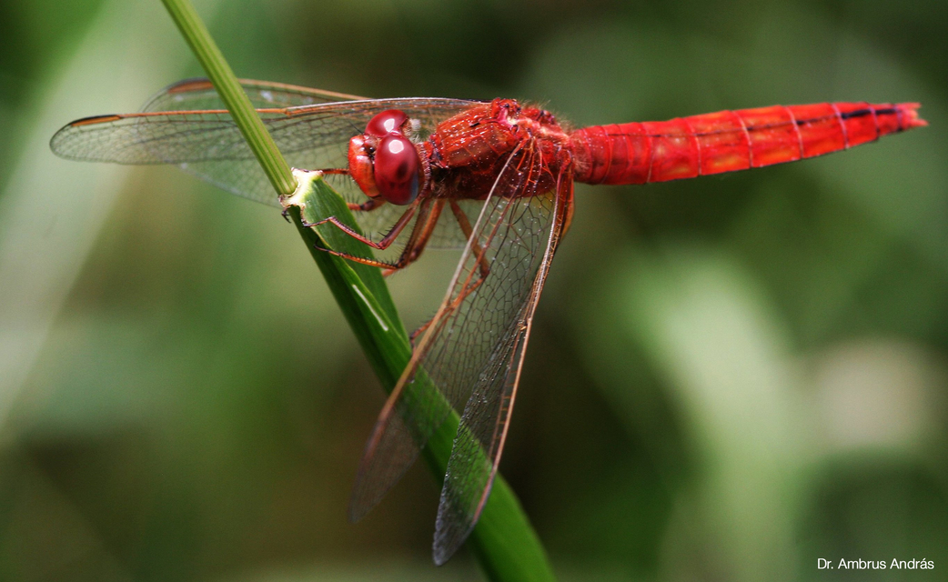 Crocothemis erythraea - skarlát szitakötő