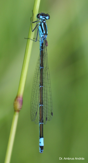 Coenagrion pulchellum - karcsú légivadász
