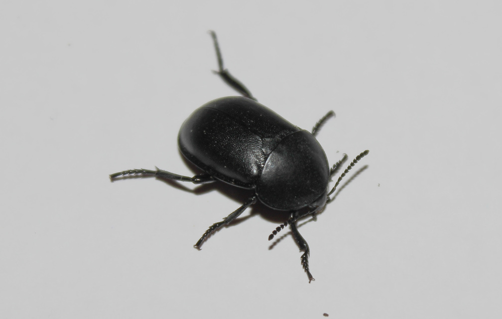 Ablattaria laevigata - sima csigarabló
