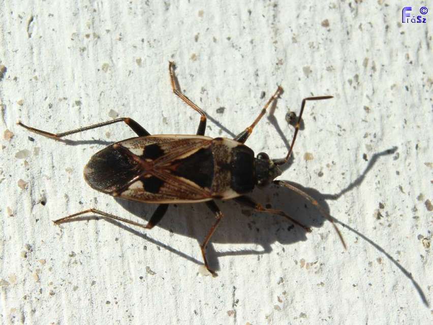 Rhyparochromus vulgaris - közönséges díszesbodobács