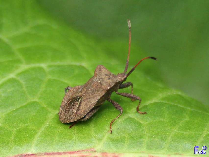 Coreus marginatus - közönséges karimáspoloska