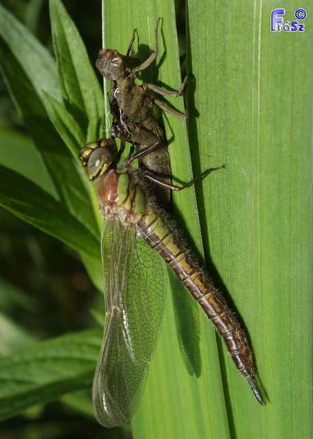 Brachytron pratense - szőrös karcsúacsa