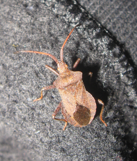 Coreus marginatus - közönséges karimáspoloska