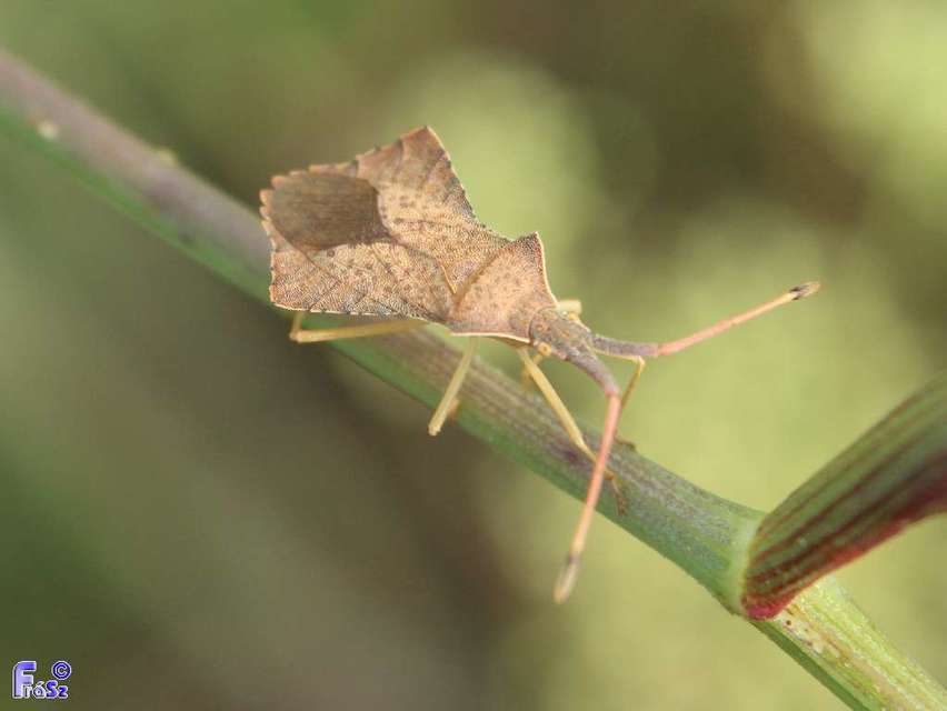 Syromastus rhombeus - vitorlás karimáspoloska