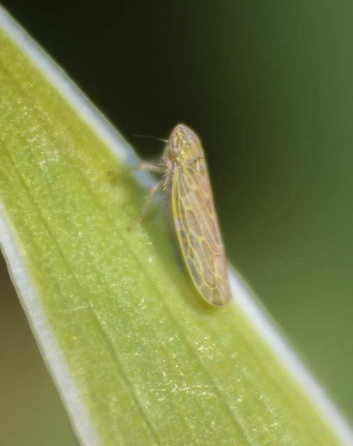 Deltocephalinae Deltocephalinae