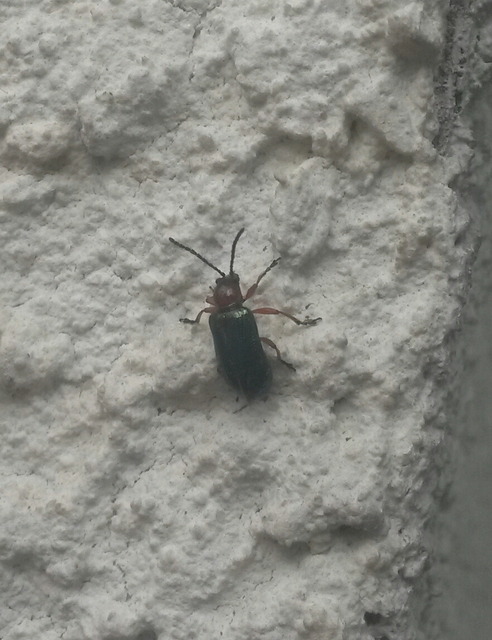 Oulema melanopus/duftschmidi