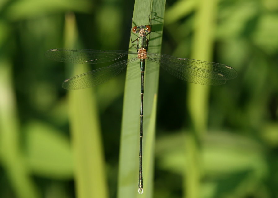 Chalcolestes viridis/parvidens