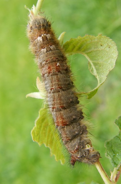 Gastropacha quercifolia - tölgylevélpohók