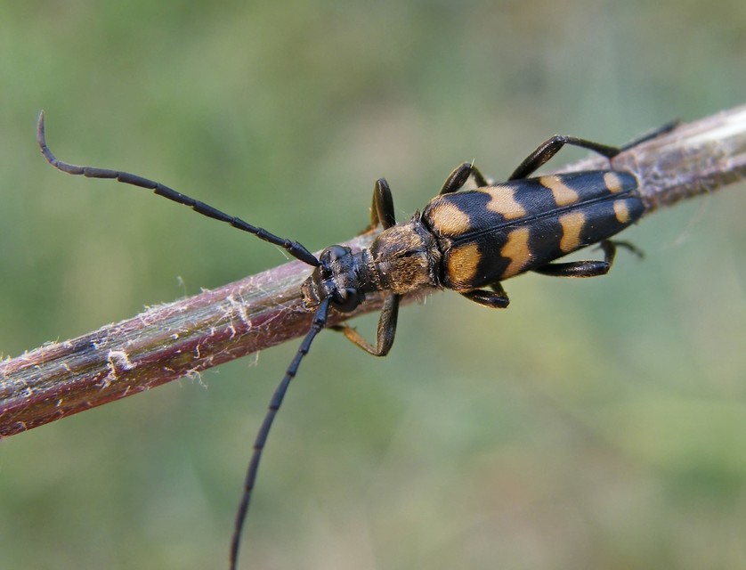 Leptura quadrifasciata - feketeszőrű szalagoscincér