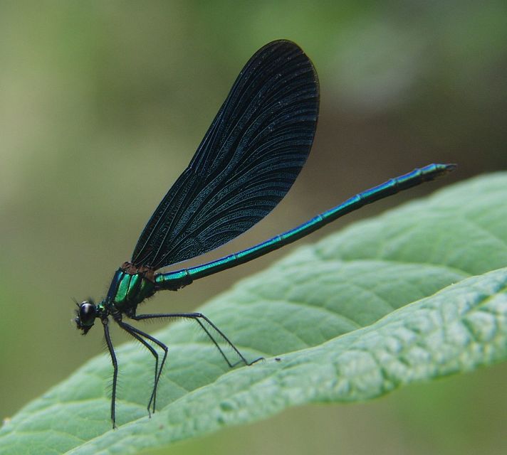 Calopteryx virgo - kisasszony-szitakötő