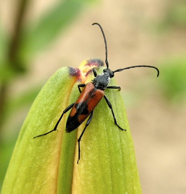 Stenurella bifasciata - kétöves karcsúcincér
