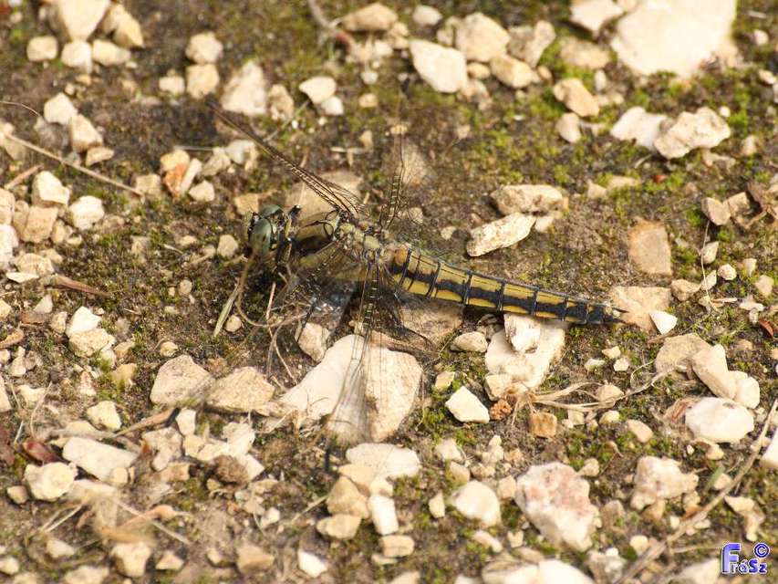 Orthetrum cancellatum - feketefarkú pásztorszitakötő