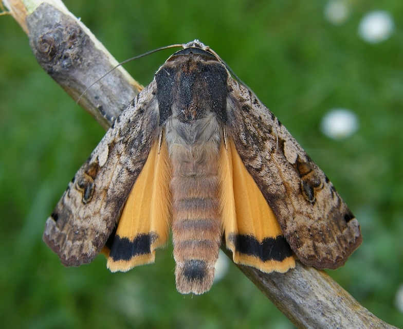 Noctua pronuba - nagy sárgafűbagoly