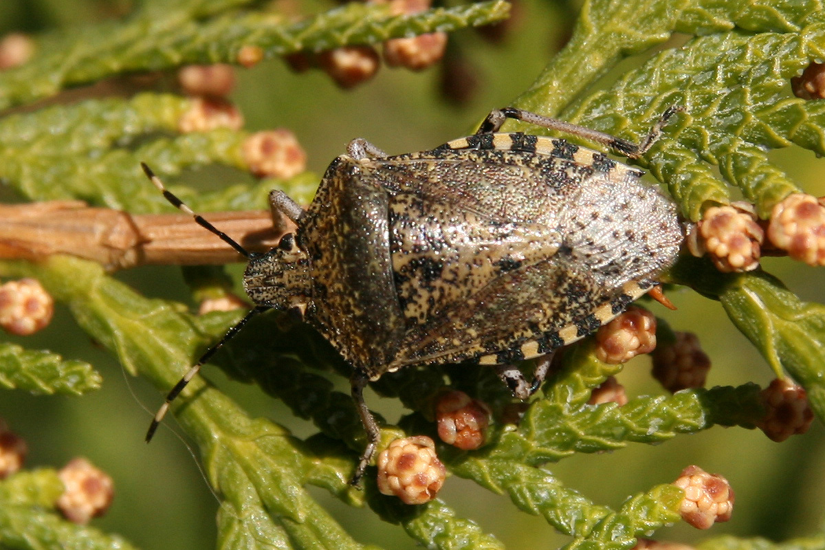 bencepoloska (Rhaphigaster nebulosa) imágó