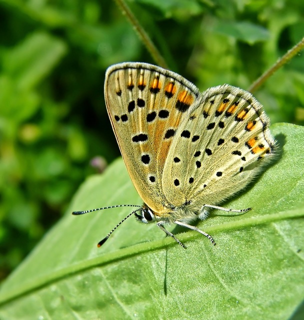 Lycaena tityrus - barna tűzlepke