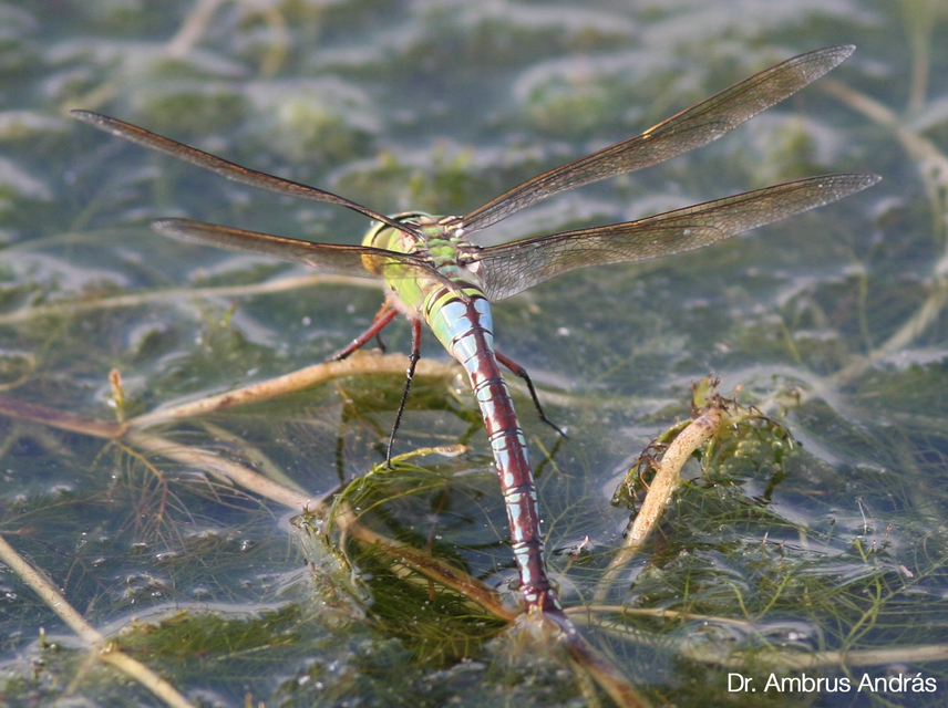Anax imperator - zöld óriásacsa