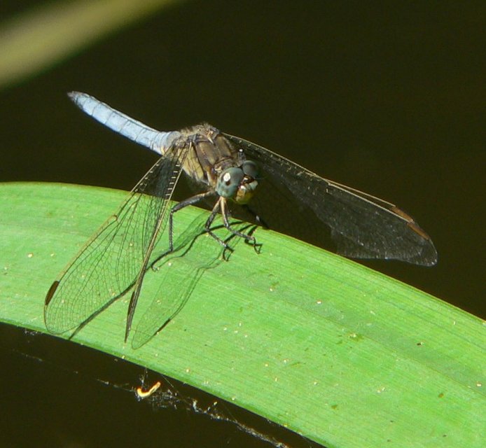 Orthetrum coerulescens - karcsú pásztorszitakötő