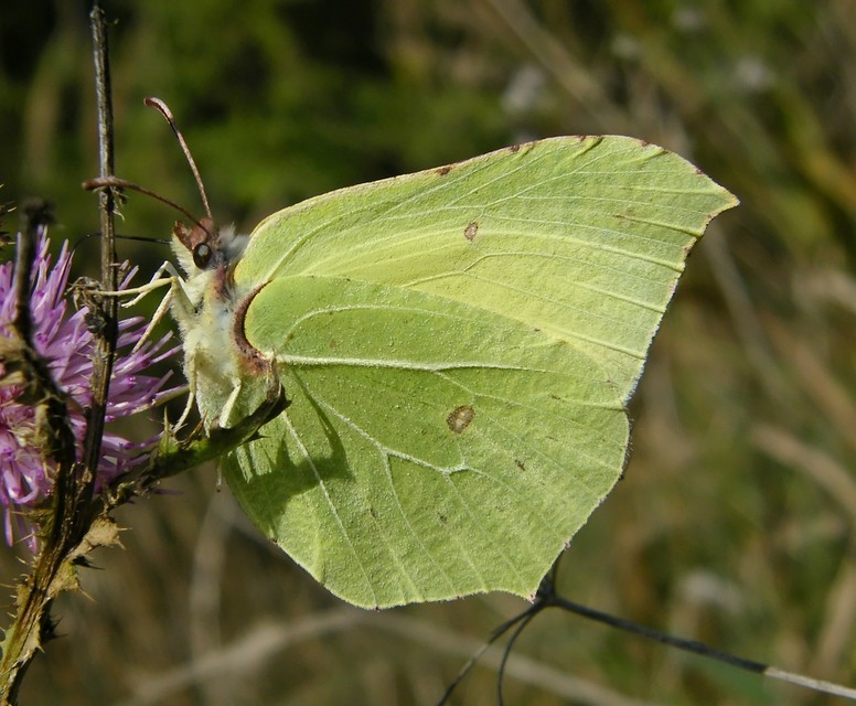 Gonepteryx rhamni - citromlepke