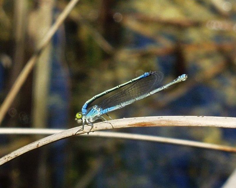Erythromma viridulum - kis pirosszemű-légivadász