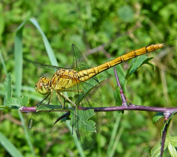 Sympetrum meridionale - fakó katona-szitakötő