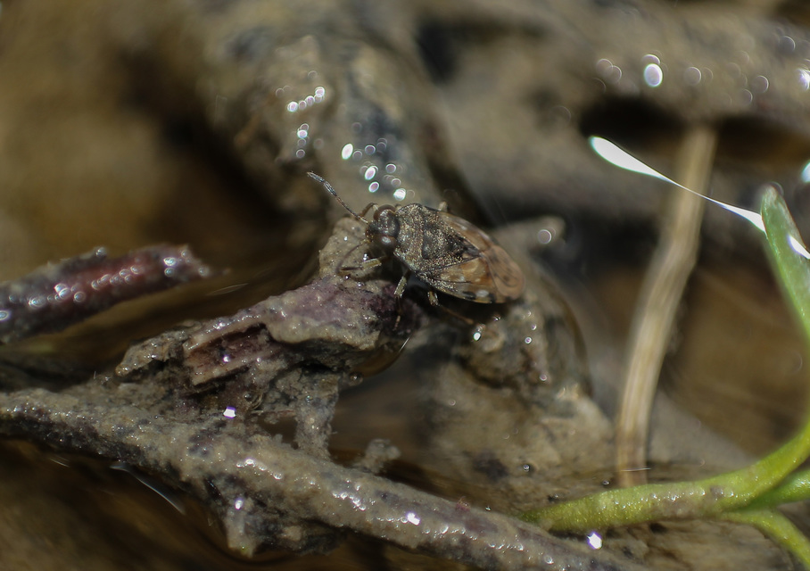 Saldidae - partipoloskák