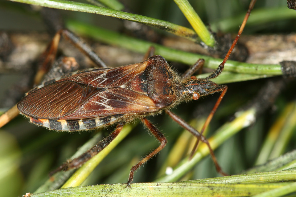 Leptoglossus occidentalis - nyugati levéllábú poloska Leptoglossus occidentalis - nyugati levéllábú poloska