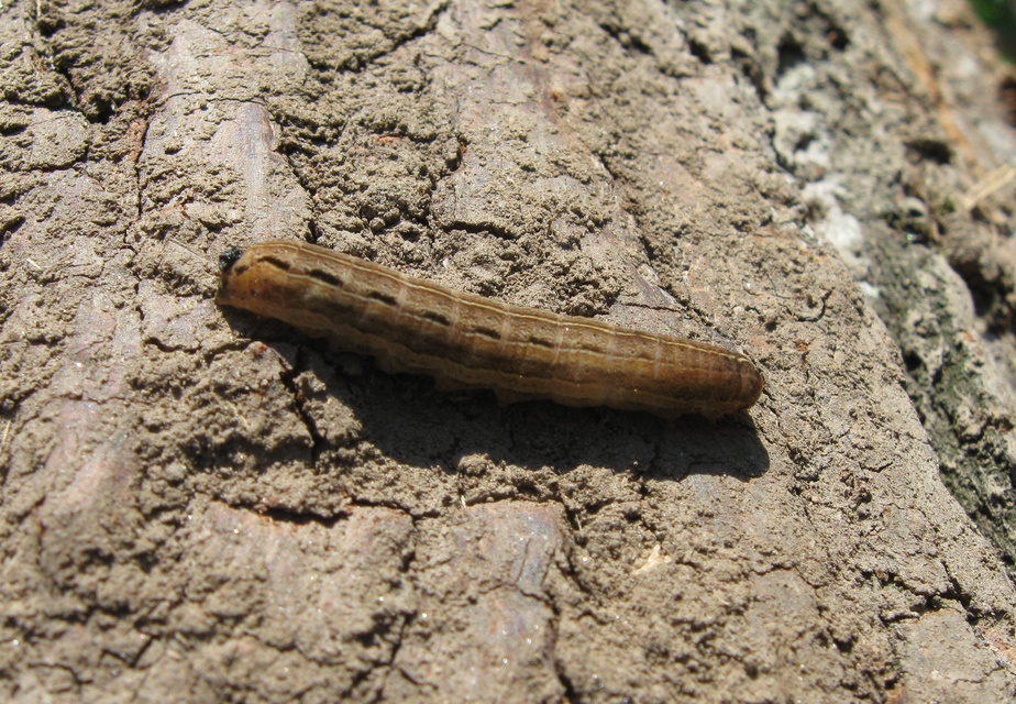 Noctua pronuba - nagy sárgafűbagoly