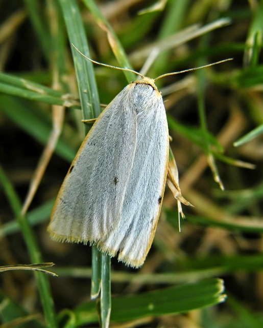 Cybosia mesomella - csontszínű molyszövő