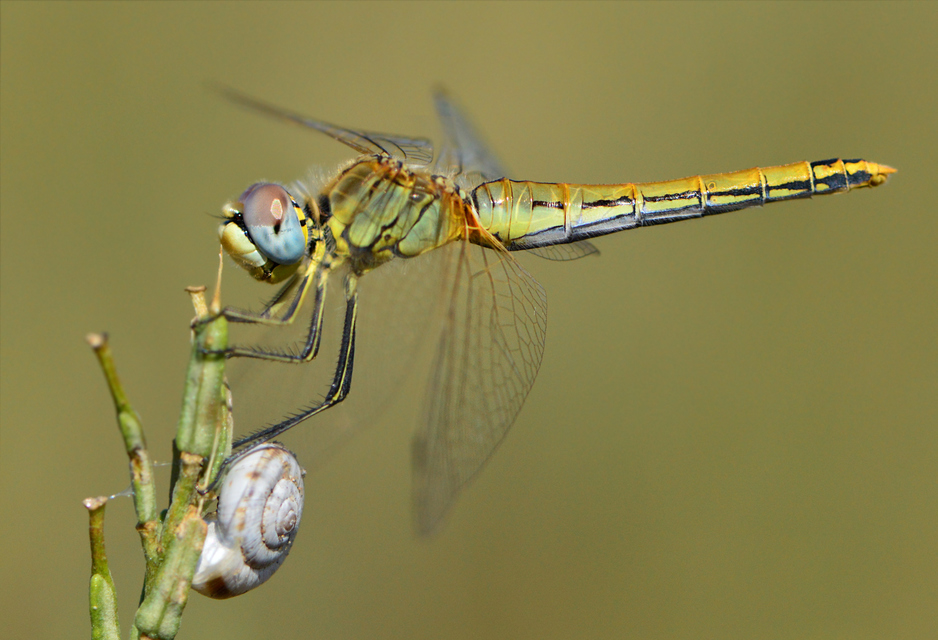 Sympetrum fonscolombii - vándor katona-szitakötő