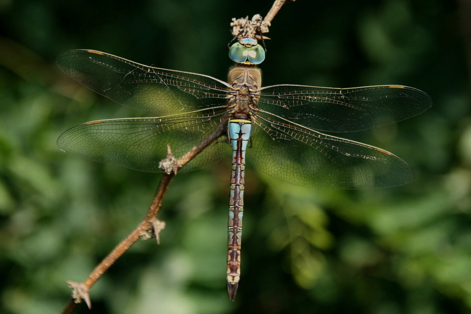 Anax parthenope - barna óriásacsa