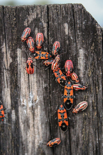 Lygaeus equestris/simulans
