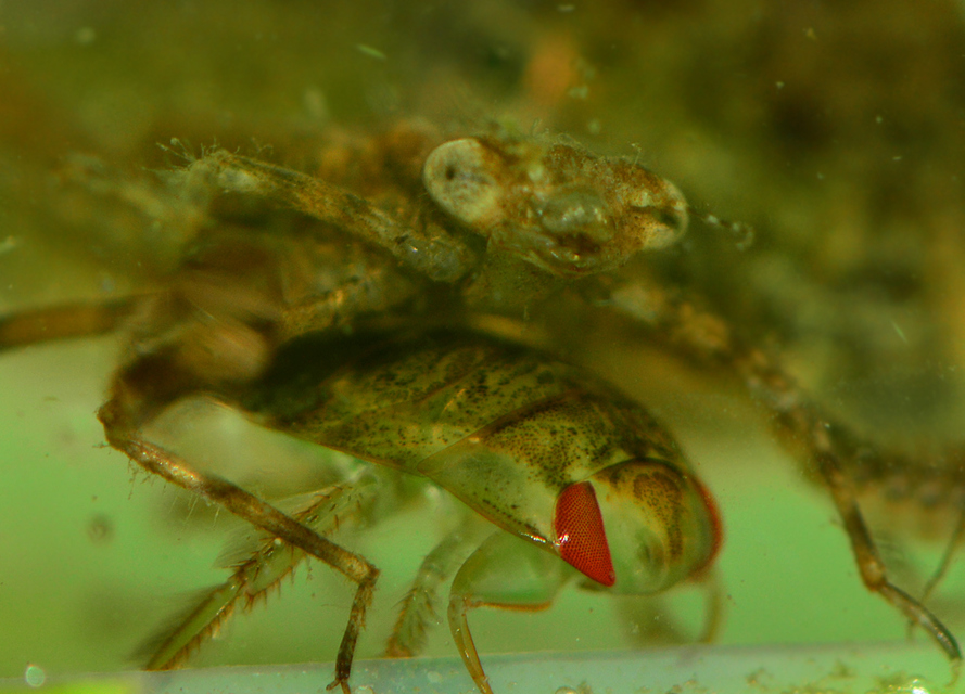 Platycnemis pennipes - széleslábú szitakötő