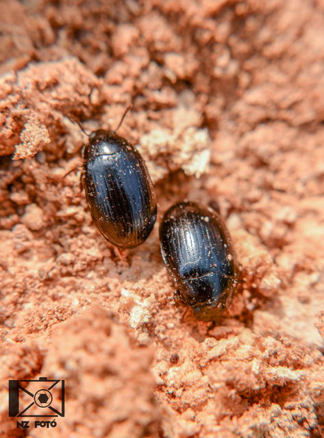 Platydema violaceum - fémkék taplóbogár