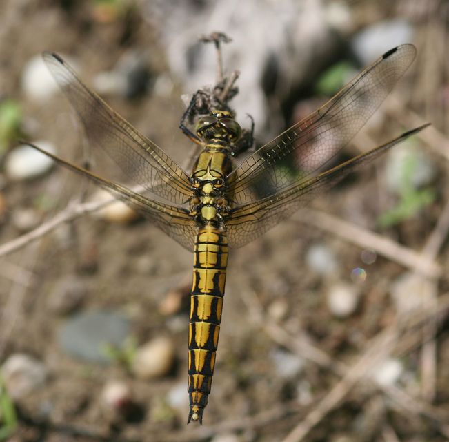 Orthetrum cancellatum - feketefarkú pásztorszitakötő