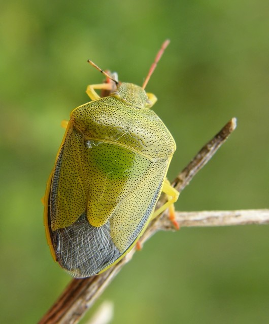 Piezodorus lituratus - bíboros címerespoloska Piezodorus lituratus - bíboros címerespoloska