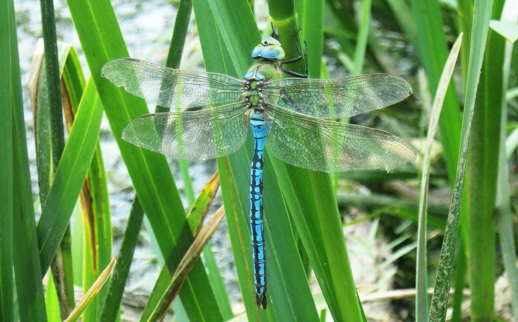 Anax imperator - zöld óriásacsa