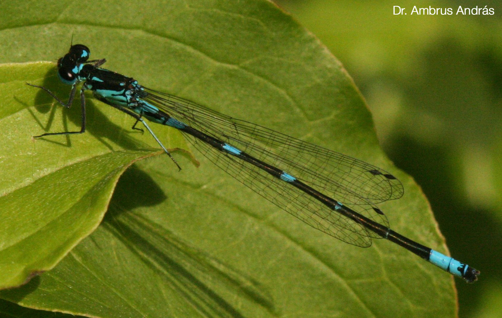 Coenagrion pulchellum - karcsú légivadász