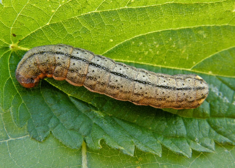 Trachea atriplicis - nyári zöldbagoly