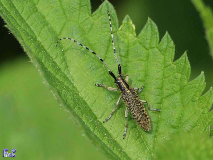 Agapanthia villosoviridescens - fehérgyűrűs bogáncscincér
