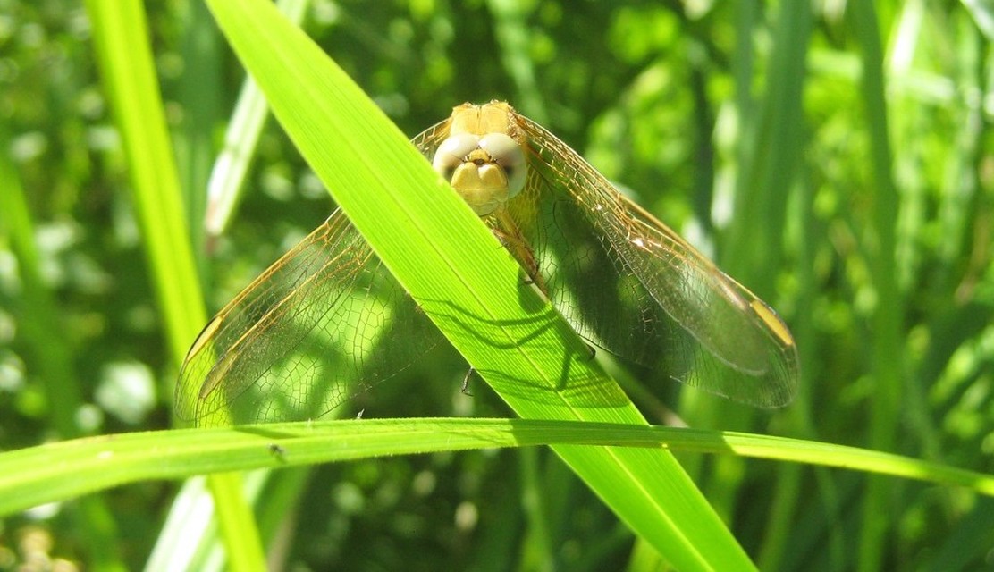 Crocothemis erythraea - skarlát szitakötő